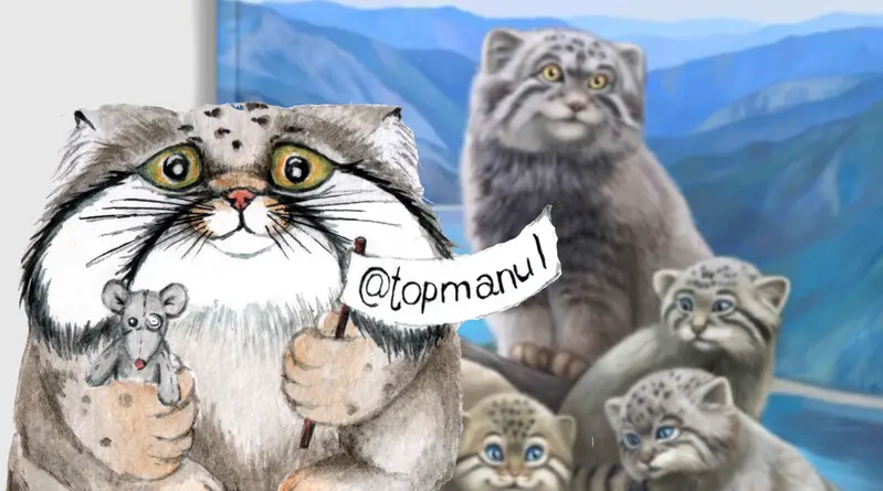 A photograph of a Pallas's cat
