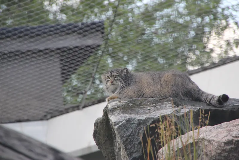 A photograph of Mimi in Korkeasaari Zoo