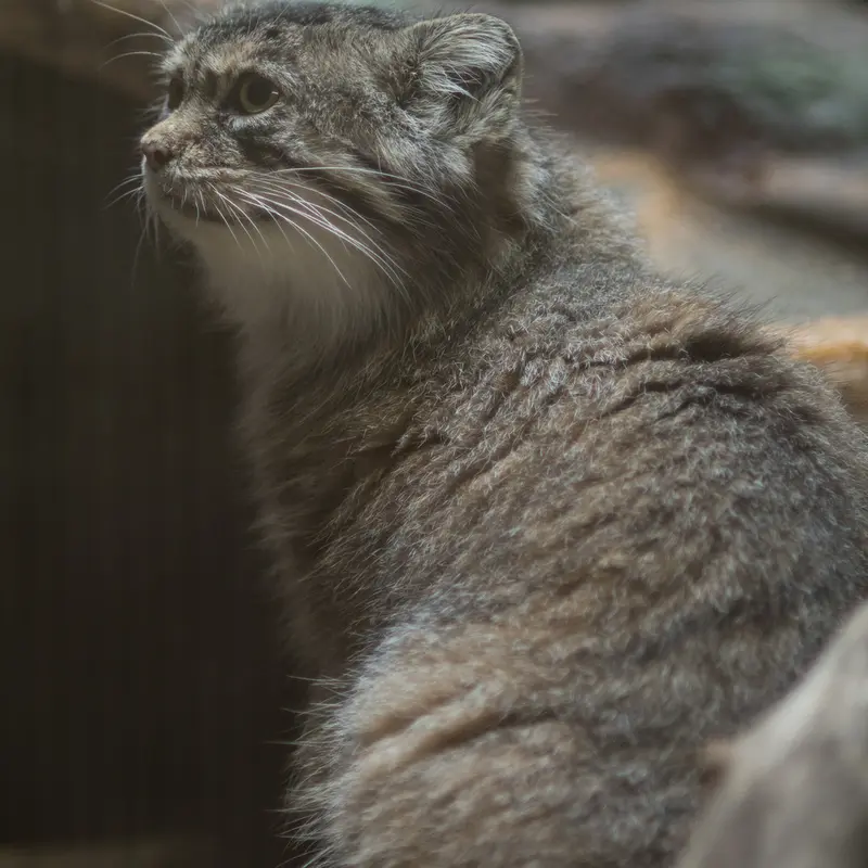 A photograph of Primula in Ueno Zoological Gardens