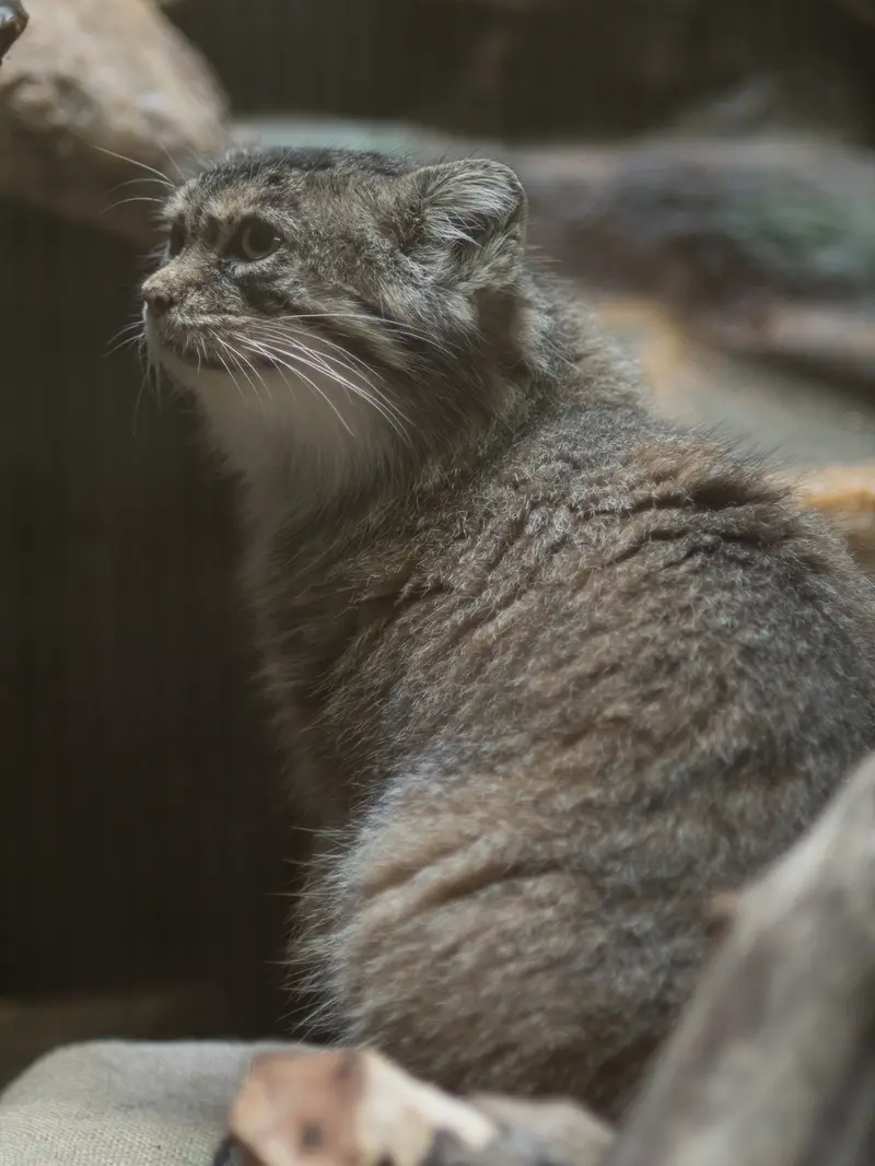 A photograph of Primula in Ueno Zoological Gardens