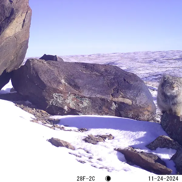 A photograph of Otocolobus manul manul from Koshkar camera trap