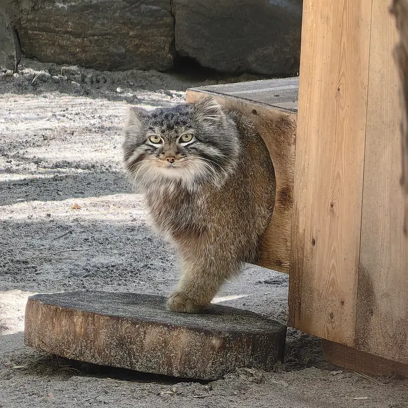 A photograph of Leon in Novosibirsk Zoo