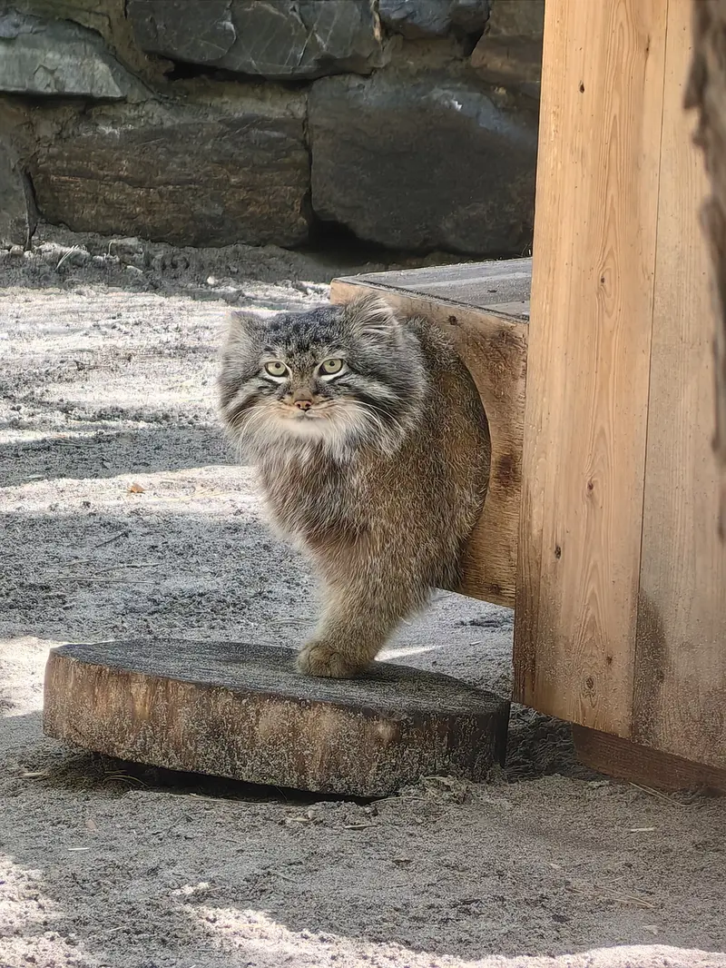 A photograph of Leon in Novosibirsk Zoo