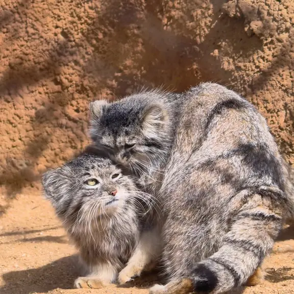 A photograph of a Pallas's cat in Prague Zoo
