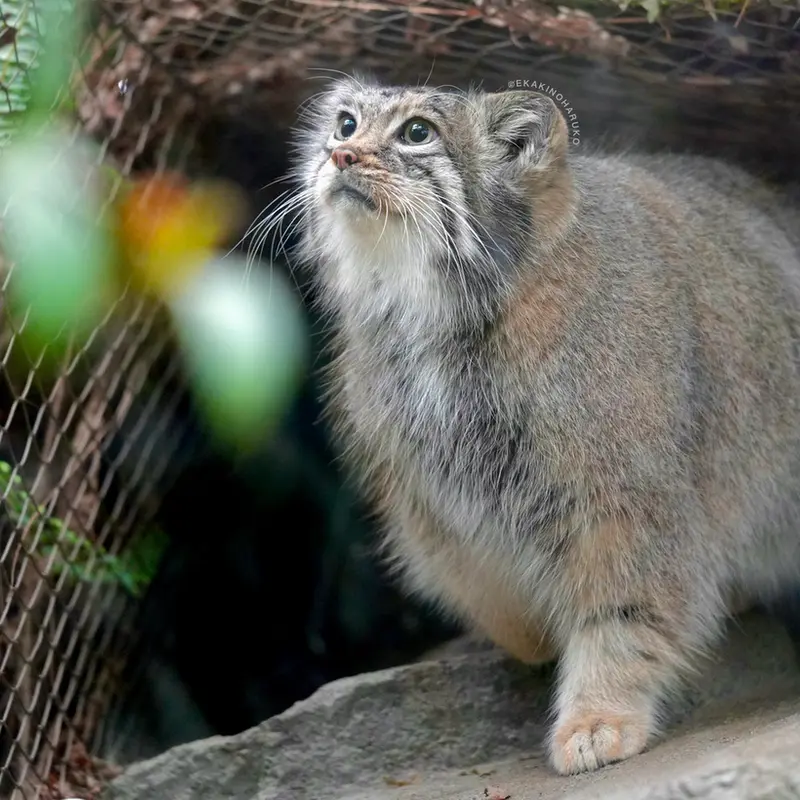 A photograph of Az in Kobe Animal Kingdom
