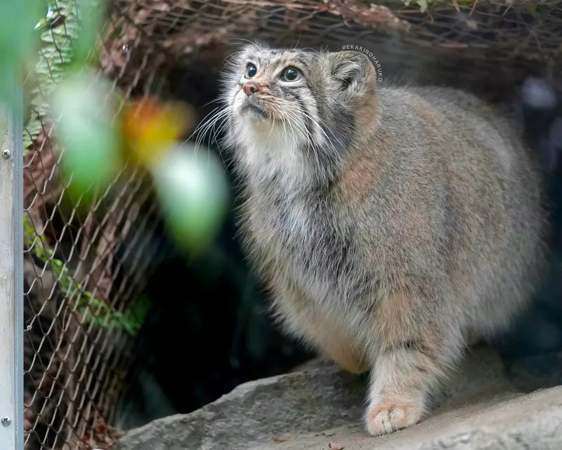 A photograph of Az in Kobe Animal Kingdom