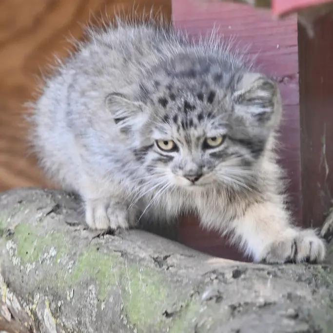 A photograph of a Pallas's cat in Banham Zoo