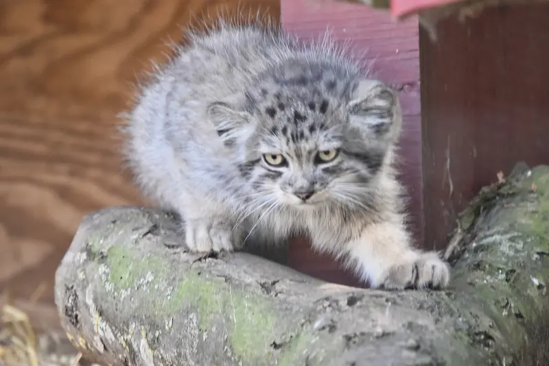 A photograph of a Pallas's cat in Banham Zoo