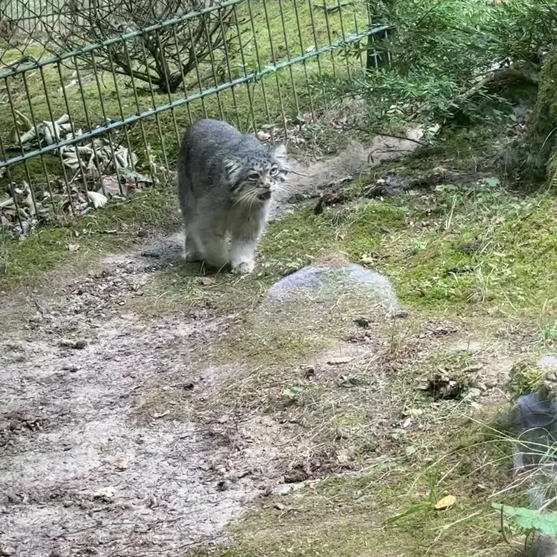 A photograph of a Pallas's cat in Opel Zoo
