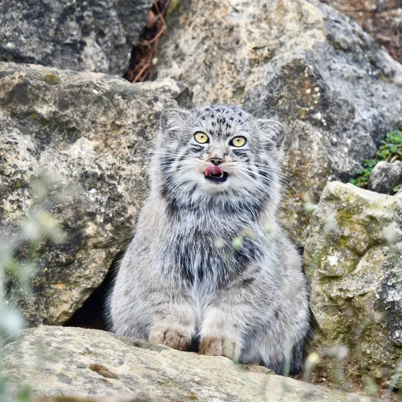 A photograph of Deizi in Port Lympne Wild Animal Park
