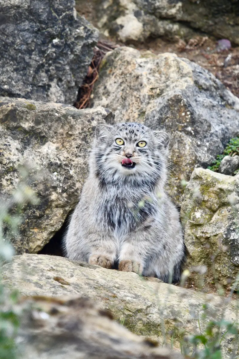 A photograph of Deizi in Port Lympne Wild Animal Park