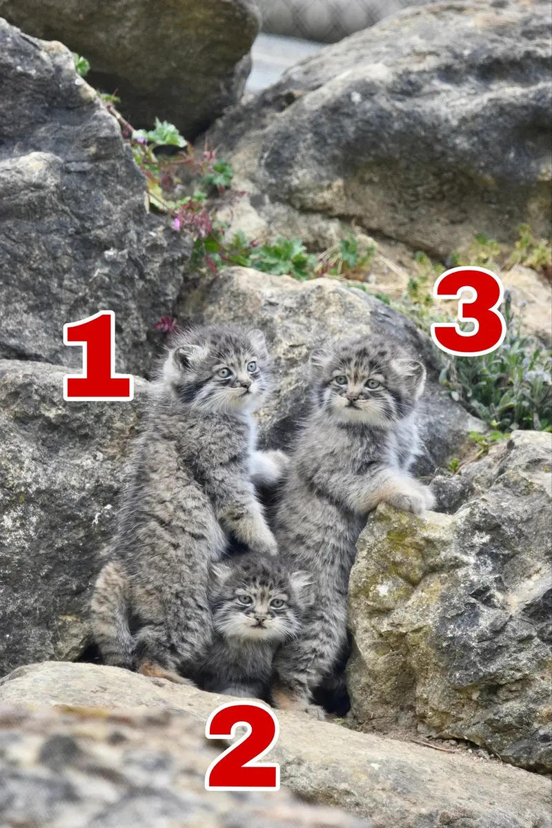 A photograph of a Pallas's cat