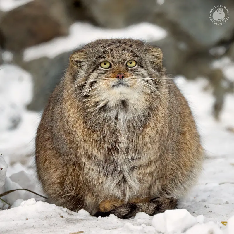 A photograph of Mia in Novosibirsk Zoo