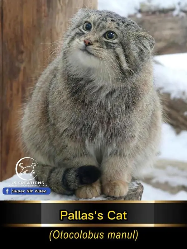Who is this cute chubby little thing?