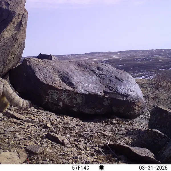 A photograph of Otocolobus manul manul from Koshkar camera trap