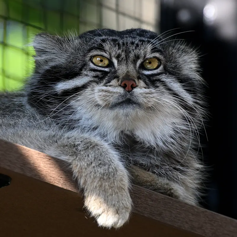 A photograph of Grusha in Asahiyama Zoo