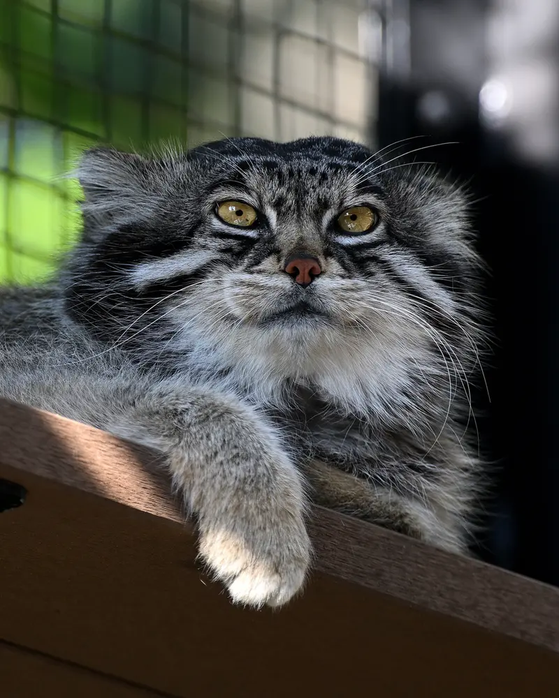 A photograph of Grusha in Asahiyama Zoo