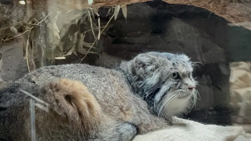 My first manul I saw today! Kylon
