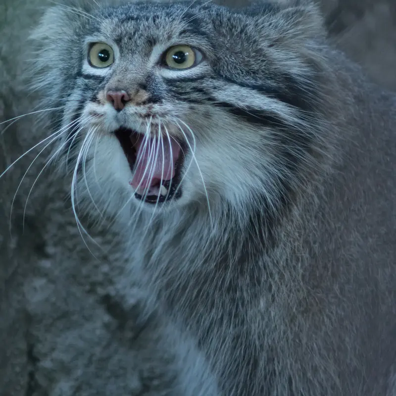 A photograph of Figa in Nogeyama Zoo