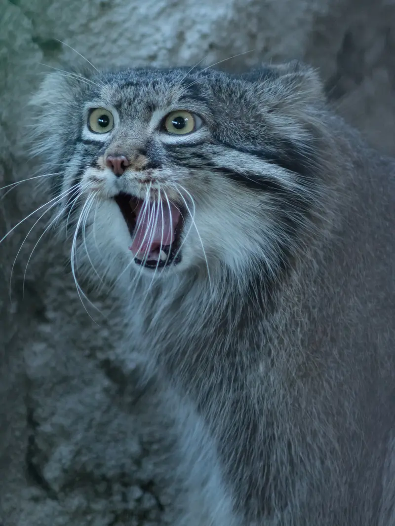 A photograph of Figa in Nogeyama Zoo