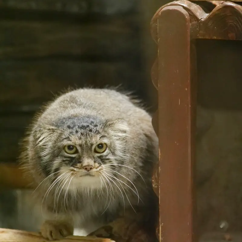 A photograph of Shafran in Ueno Zoological Gardens