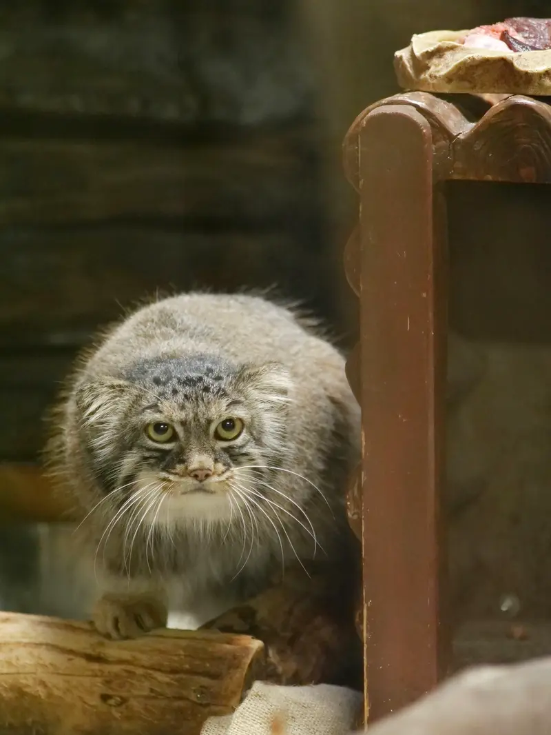 A photograph of Shafran in Ueno Zoological Gardens