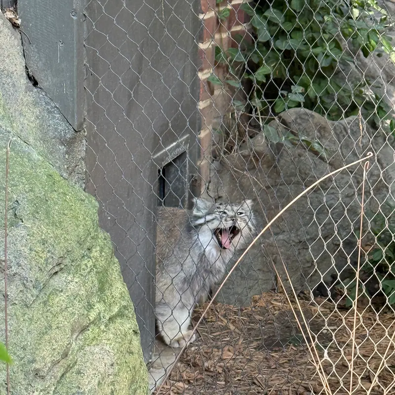 A photograph of Batu in Prospect Park Zoo