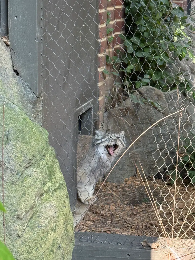 A photograph of Batu in Prospect Park Zoo