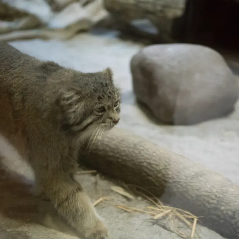 A photograph of Klyon in Ueno Zoological Gardens