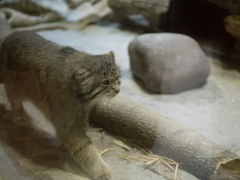 A photograph of Klyon in Ueno Zoological Gardens