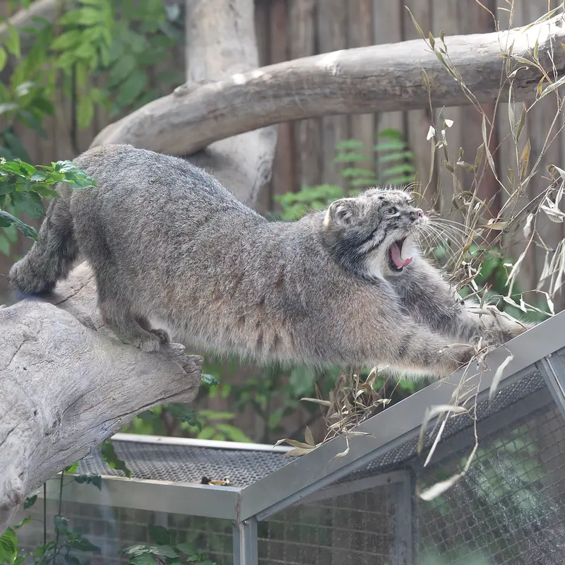 A photograph of Nar in Kobe Animal Kingdom