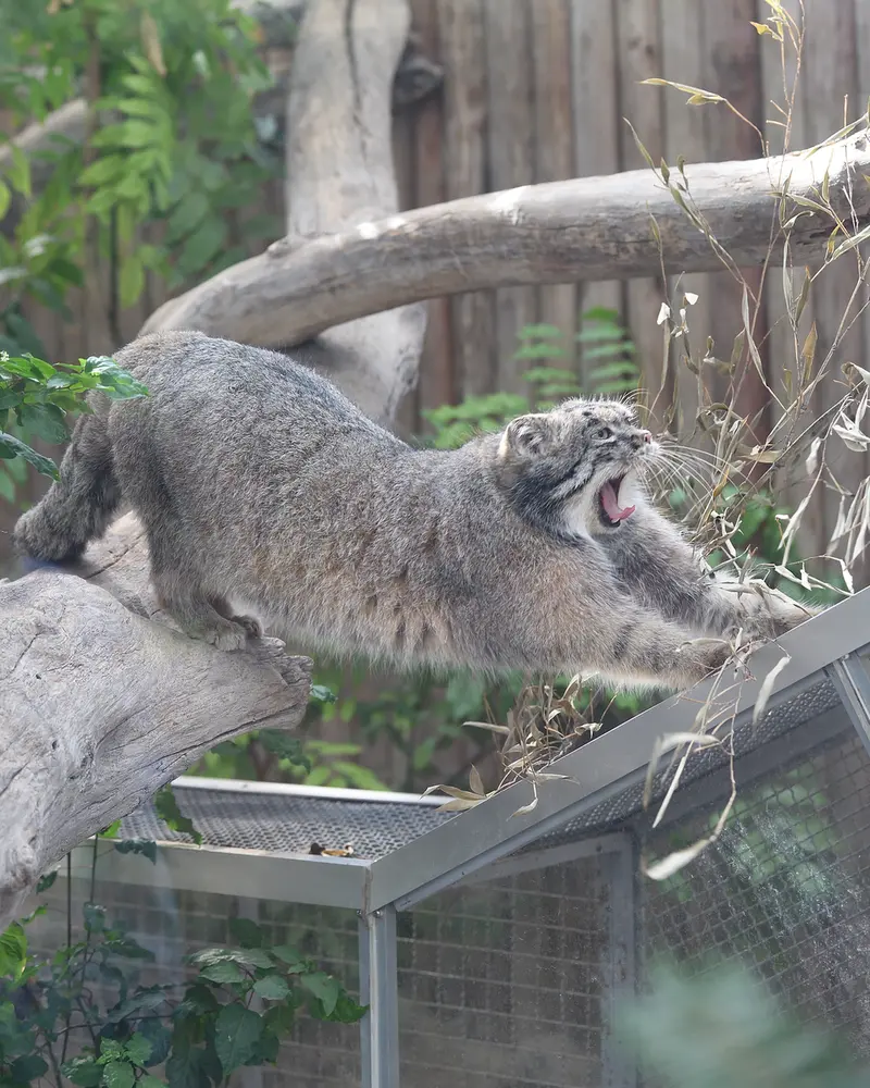 A photograph of Nar in Kobe Animal Kingdom