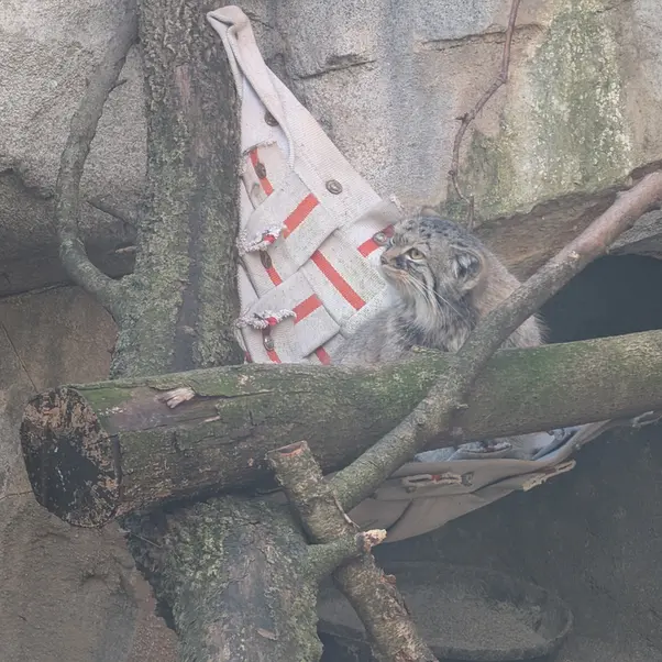 A photograph of Meera in Columbus Zoo and Aquarium