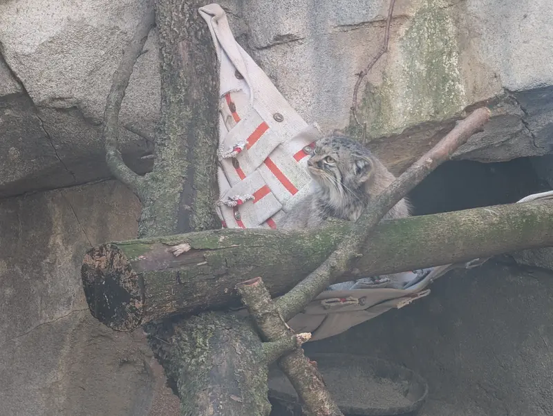 A photograph of Meera in Columbus Zoo and Aquarium