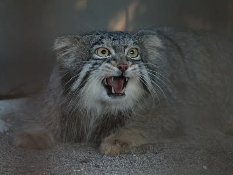 A photograph of Figa in Nogeyama Zoo