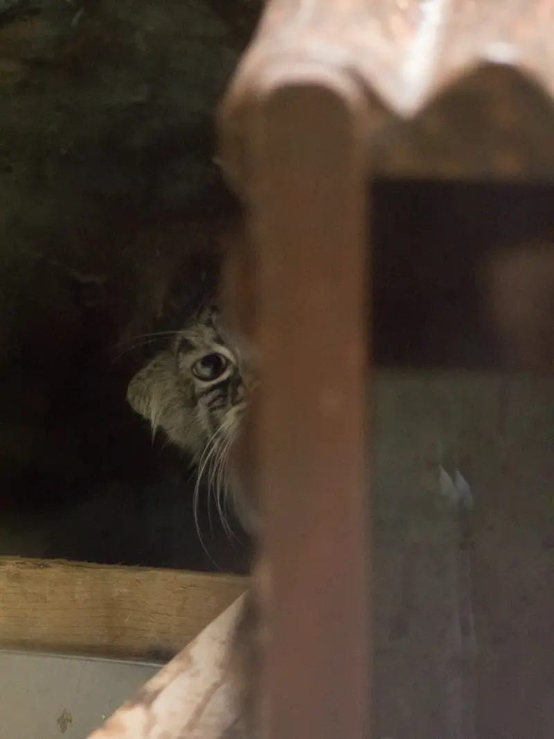 A photograph of Shafran in Ueno Zoological Gardens