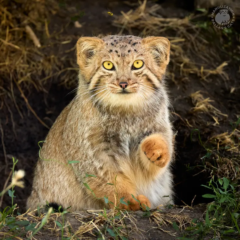 A photograph of Manó in Yerevan Zoo