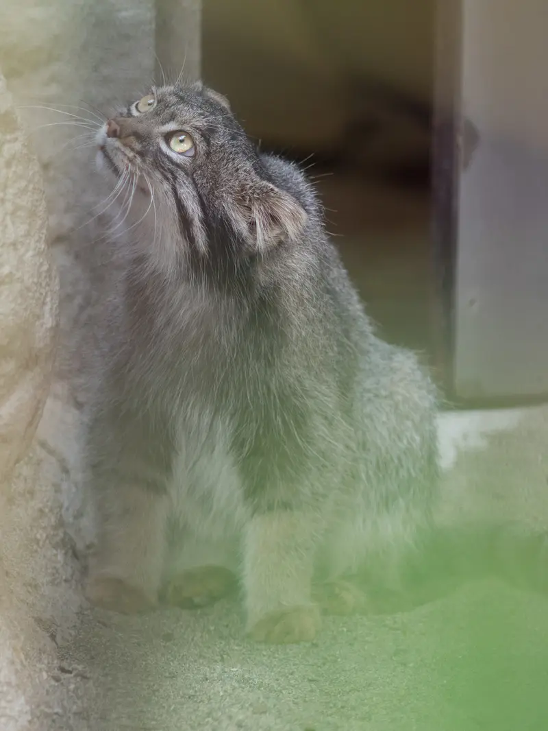 A photograph of Figa in Nogeyama Zoo