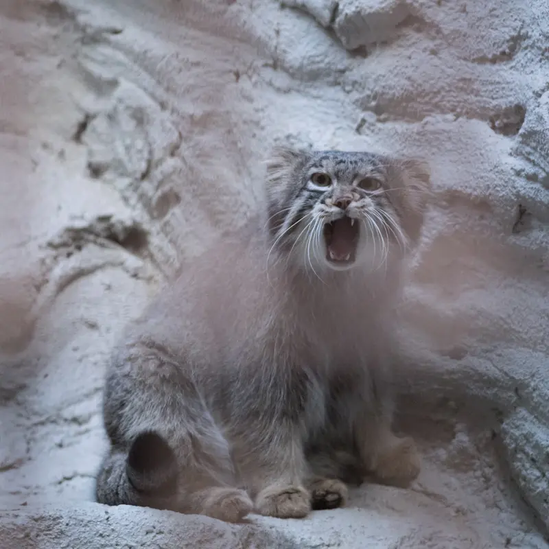 A photograph of Figa in Nogeyama Zoo
