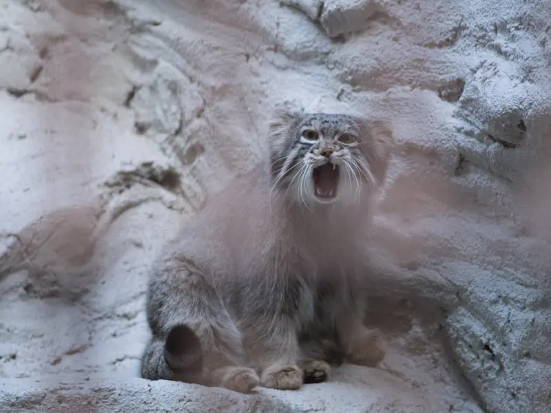 A photograph of Figa in Nogeyama Zoo