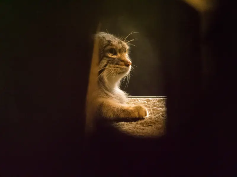 A photograph of Figa in Nogeyama Zoo