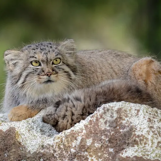 A photograph of Agneta in Parken Zoo