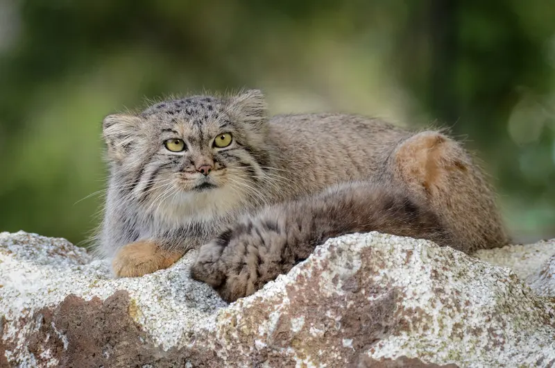 A photograph of Agneta in Parken Zoo