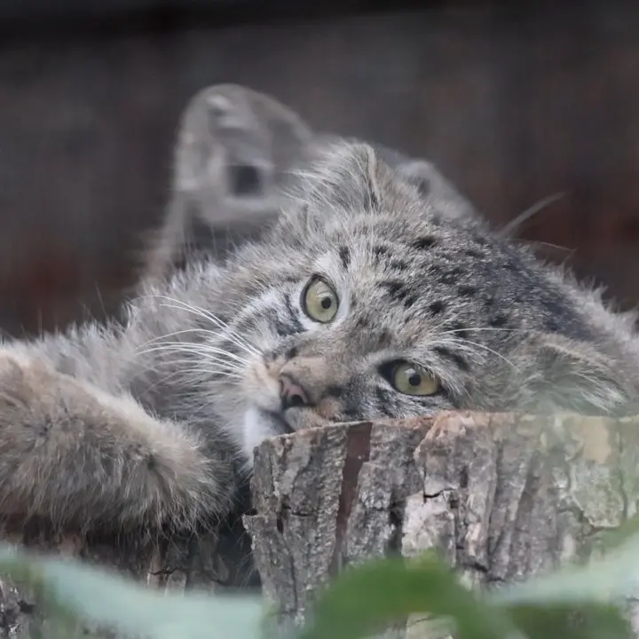 A photograph of a Pallas's cat in Leningrad zoo
