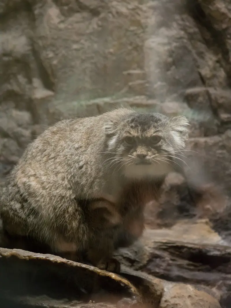 A photograph of Primula in Ueno Zoological Gardens