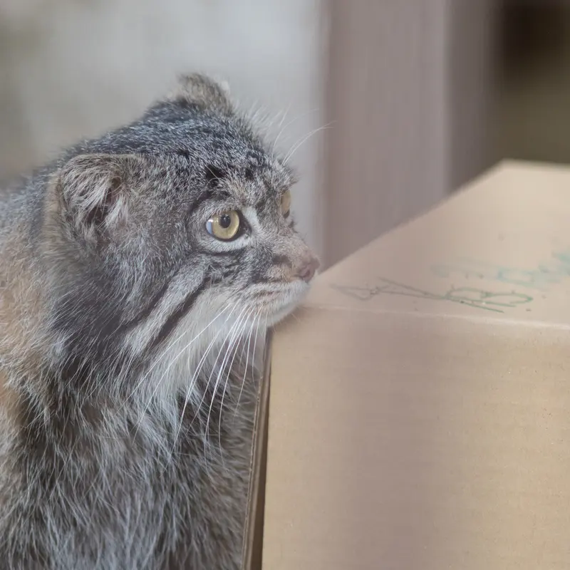 A photograph of Figa in Nogeyama Zoo