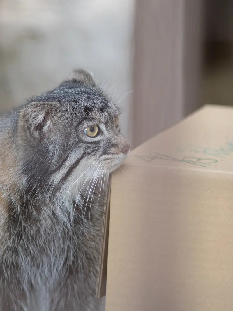 A photograph of Figa in Nogeyama Zoo