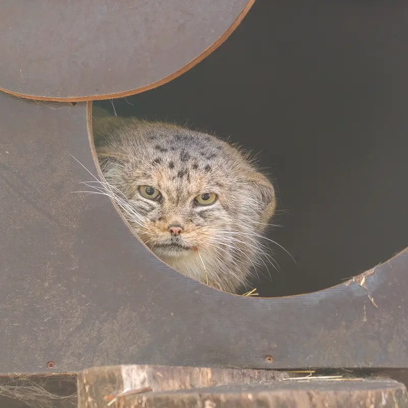A photograph of Alani in Košice Zoo