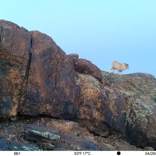A photograph of Argali from Aktas-Kunkora camera trap