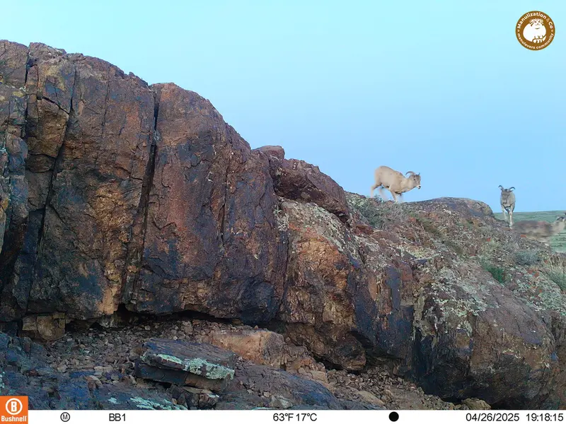 A photograph of Argali from Aktas-Kunkora camera trap
